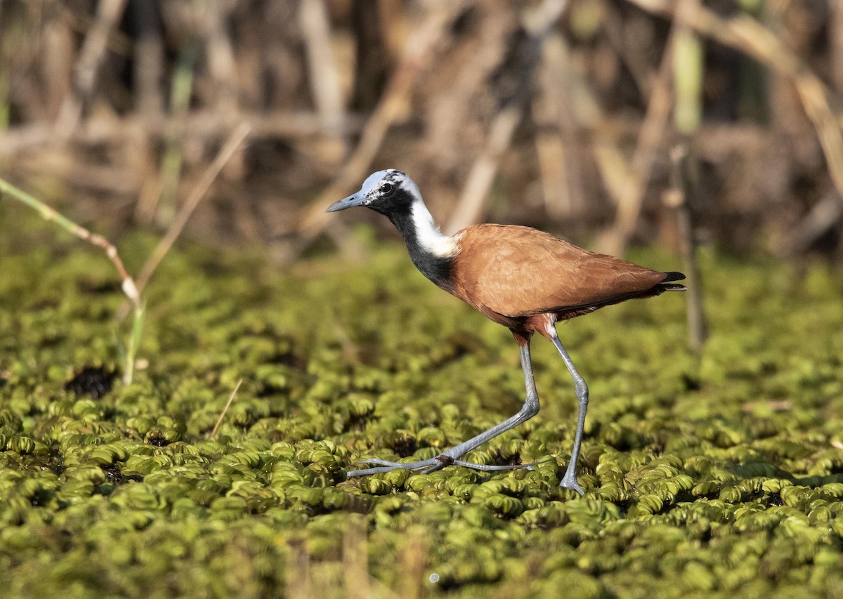 Madagascar Jacana - ML510192481