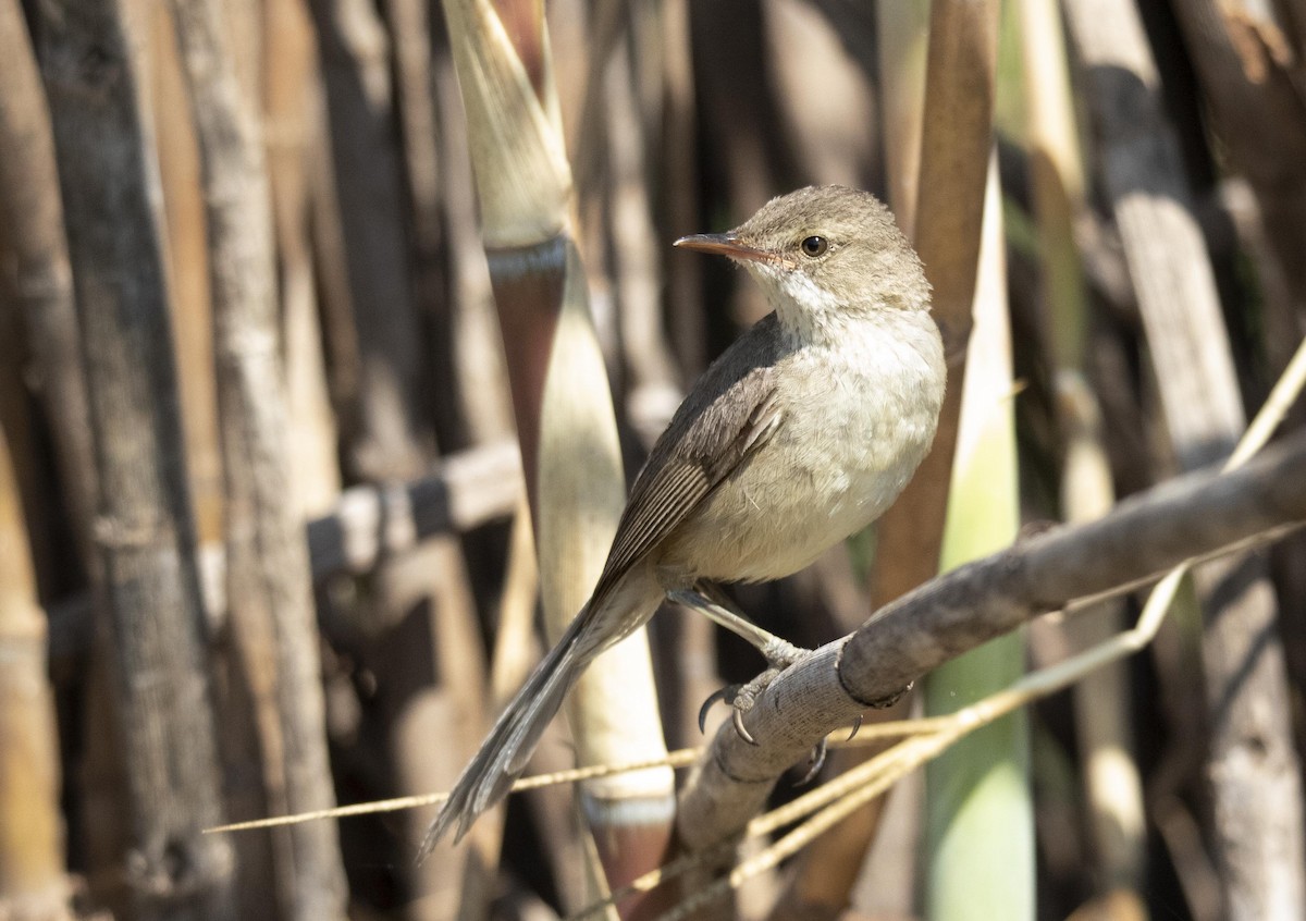 Madagascar Swamp Warbler - ML510192611