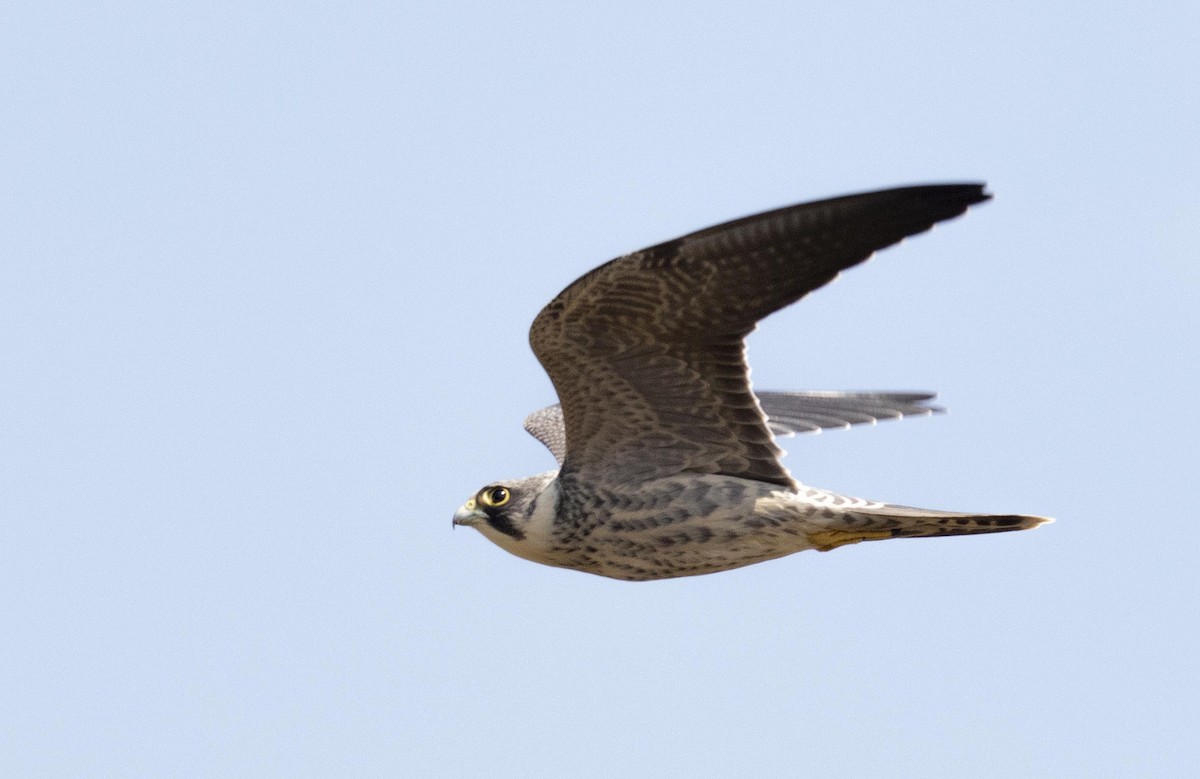 Sooty Falcon - ML510192681