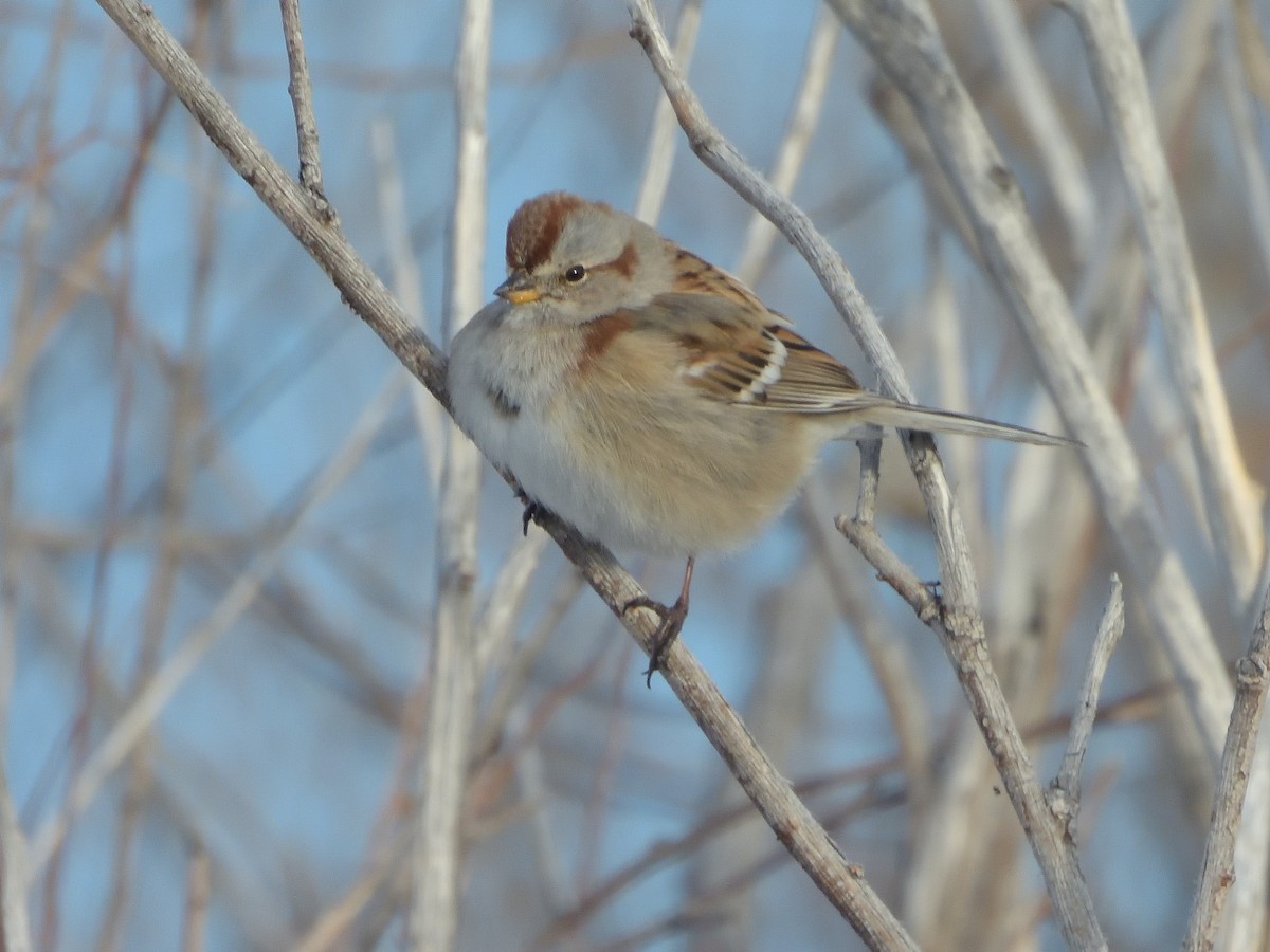 American Tree Sparrow - ML510193111