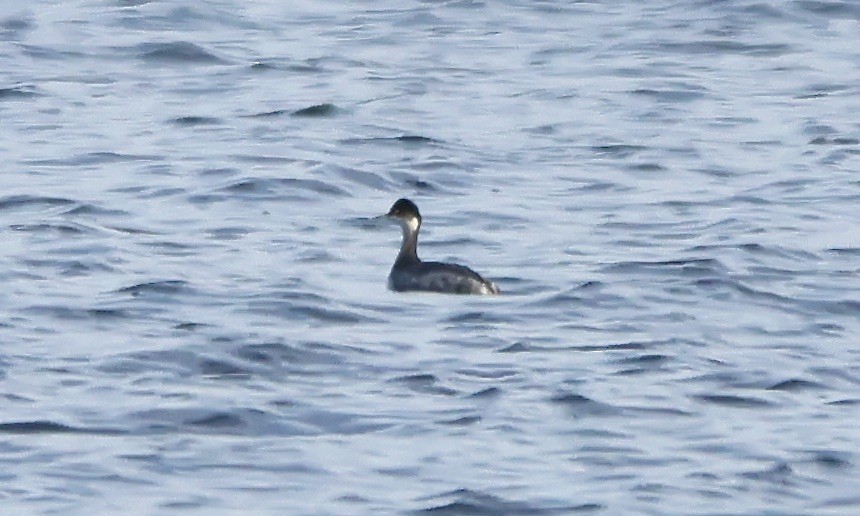 Eared Grebe - ML510193231