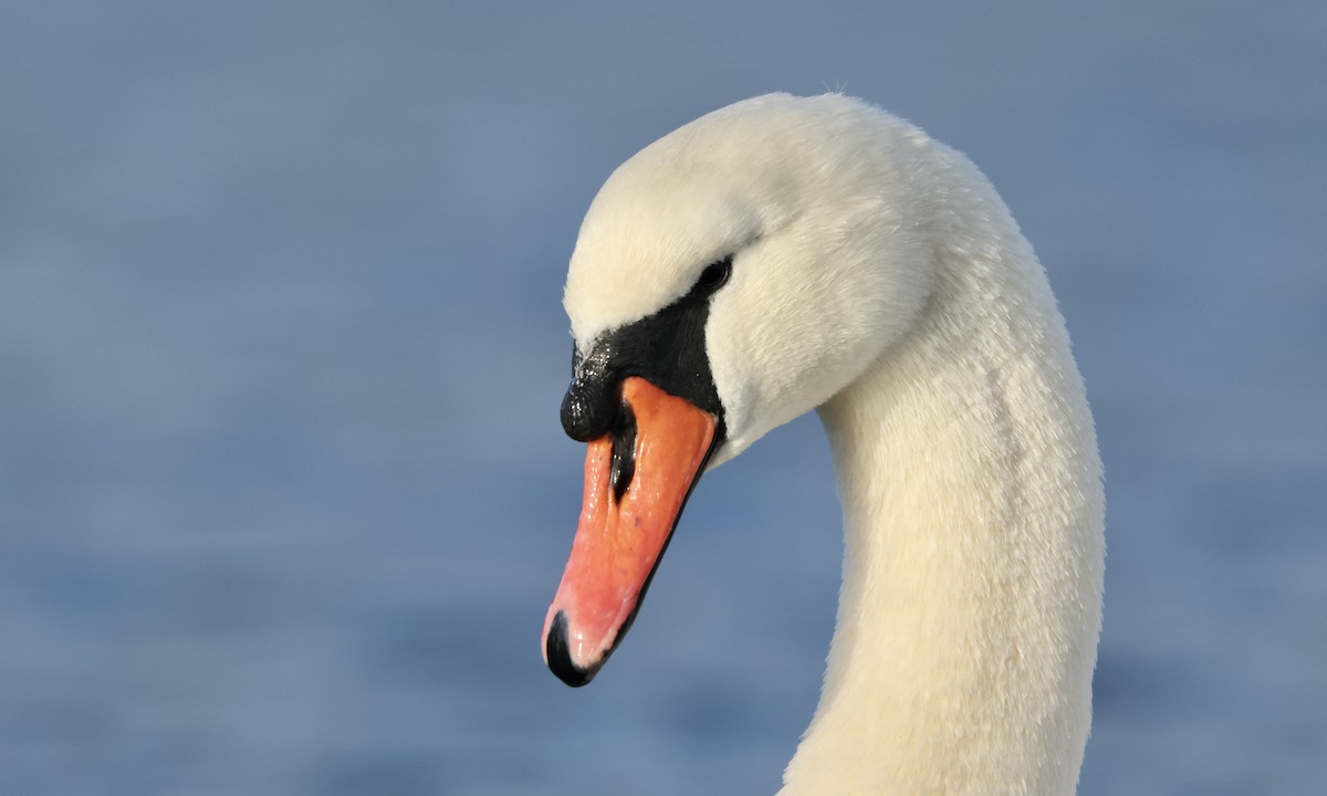 Хуруут хун - ML510193261