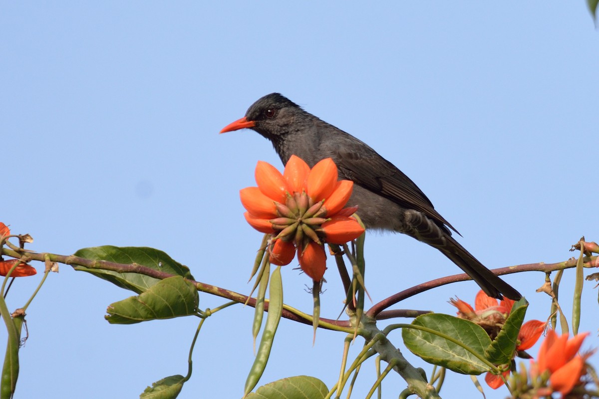 Square-tailed Bulbul - ML51019341