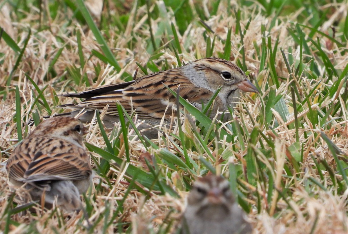 Chipping Sparrow - Pair of Wing-Nuts