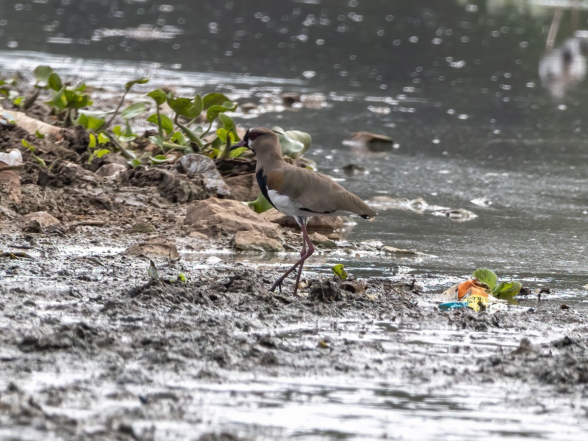 Southern Lapwing - ML510195681