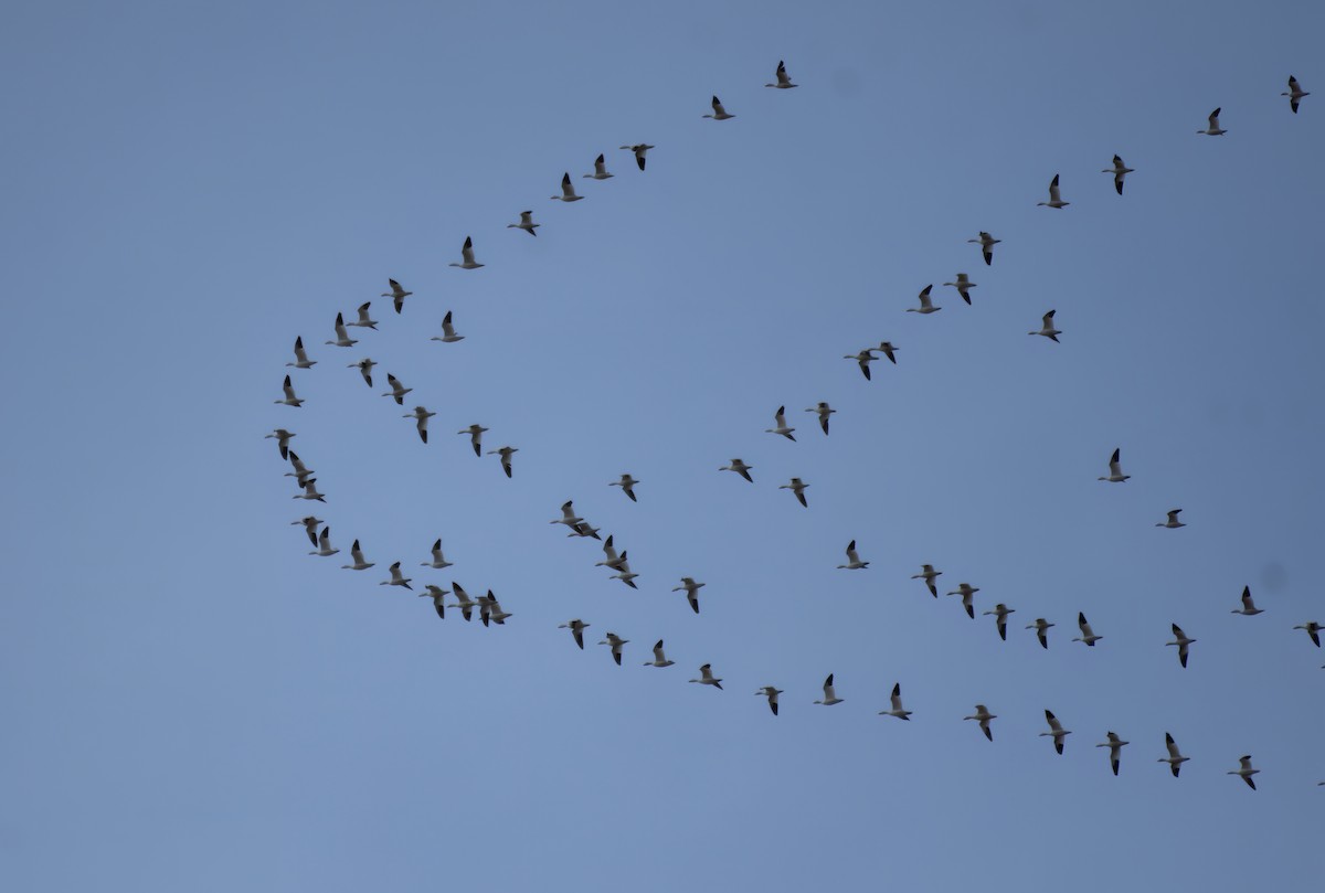 Snow Goose - ML510197071