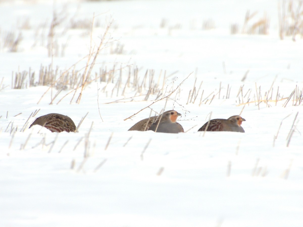 Gray Partridge - ML510197121