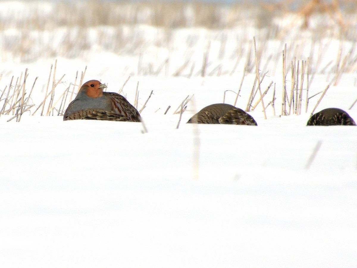 Gray Partridge - ML510197131