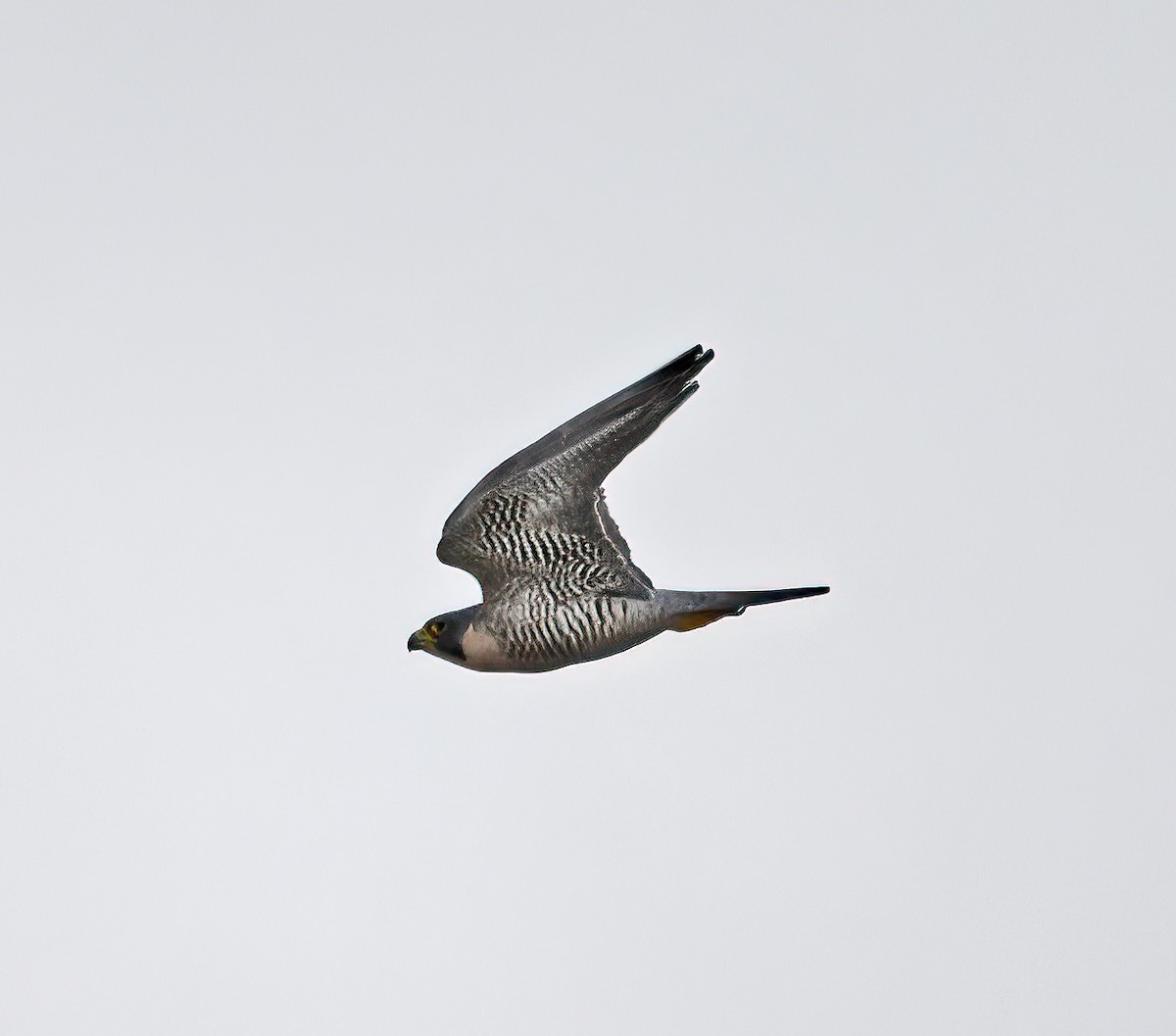 Peregrine Falcon - ML510198991