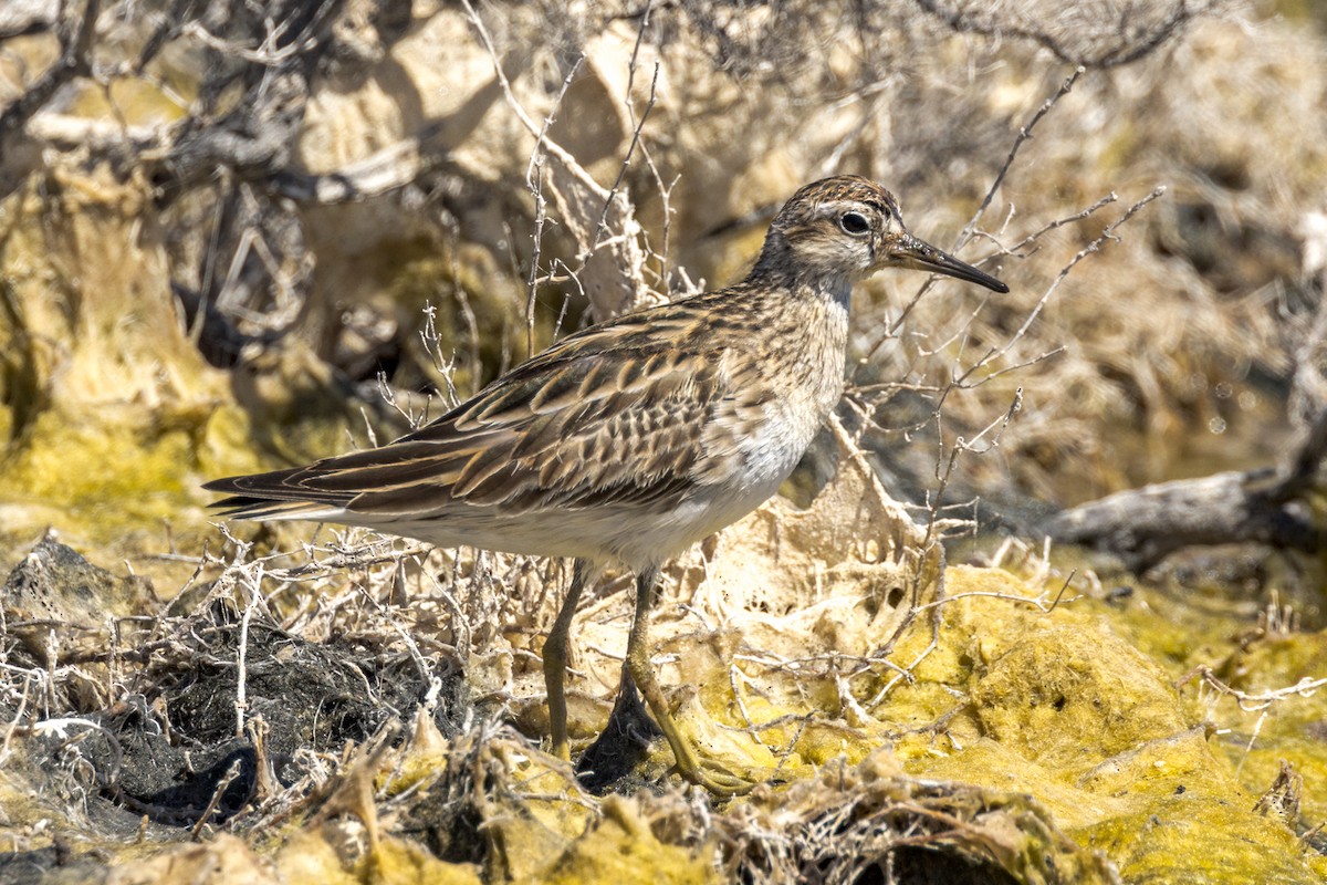 Sharp-tailed Sandpiper - ML510199851