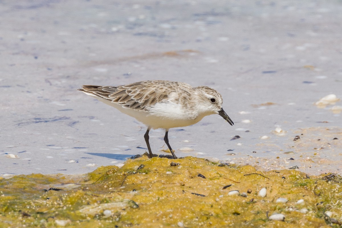 Red-necked Stint - ML510199881