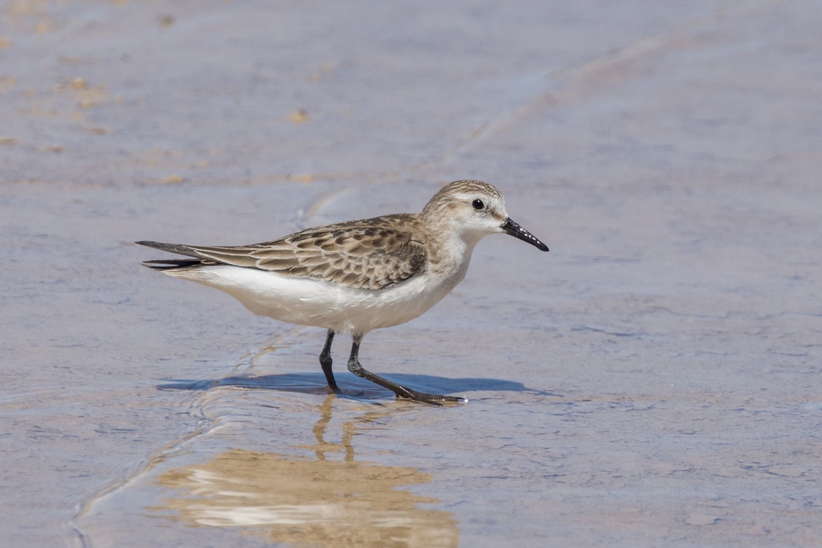 Red-necked Stint - ML510199891