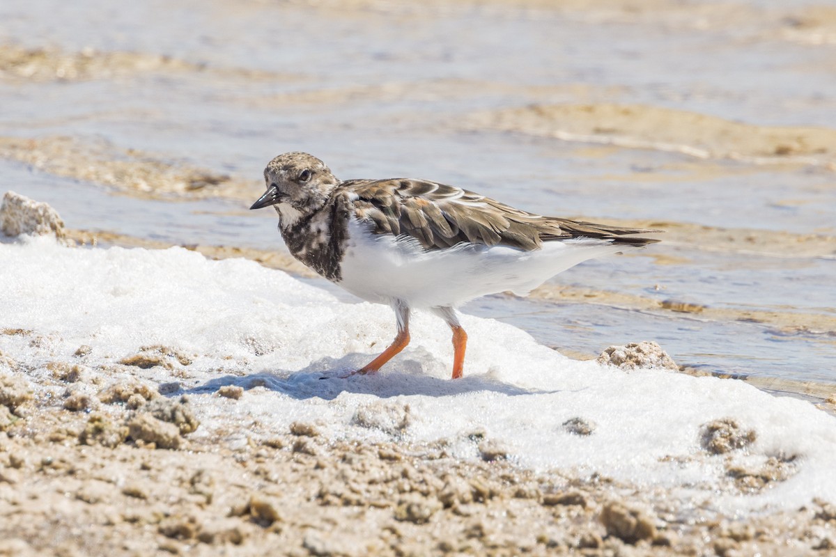 Ruddy Turnstone - Imogen Warren