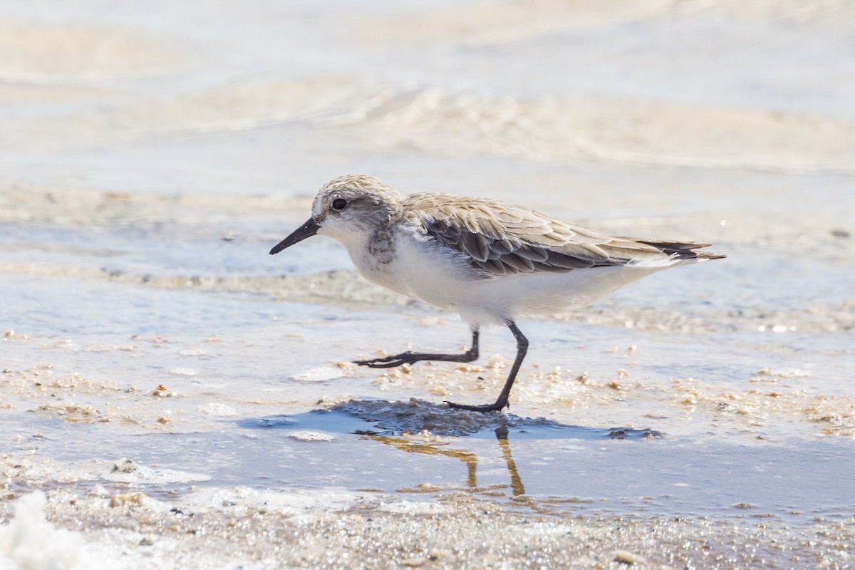 Rotkehl-Strandläufer - ML510199921