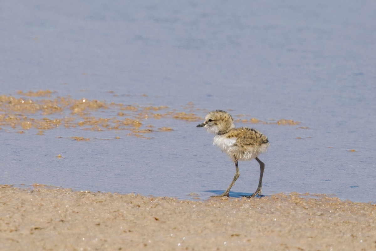 Red-capped Plover - ML510199951