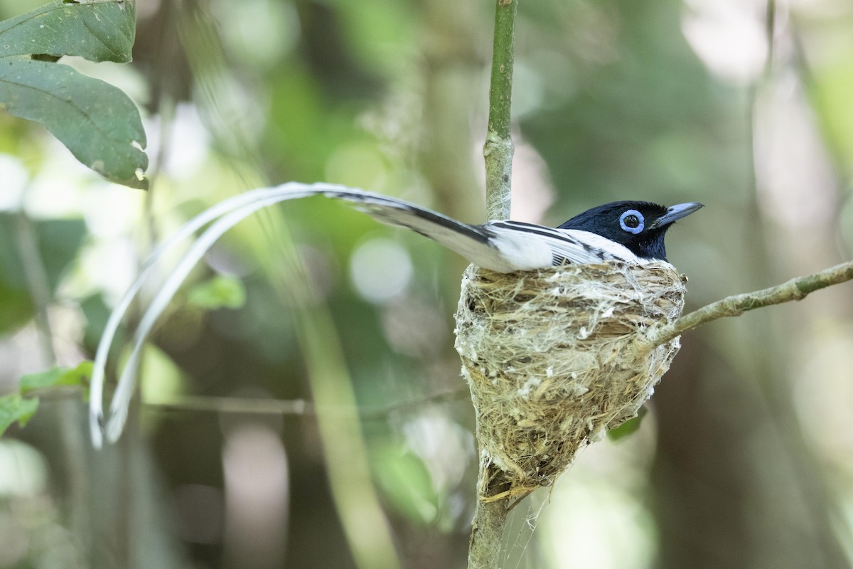 Malagasy Paradise-Flycatcher - ML510200631