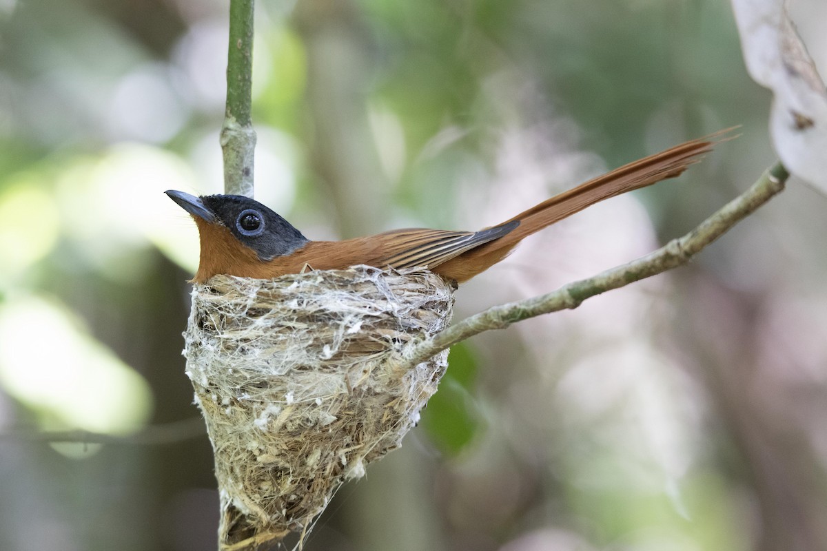 Malagasy Paradise-Flycatcher - ML510201241
