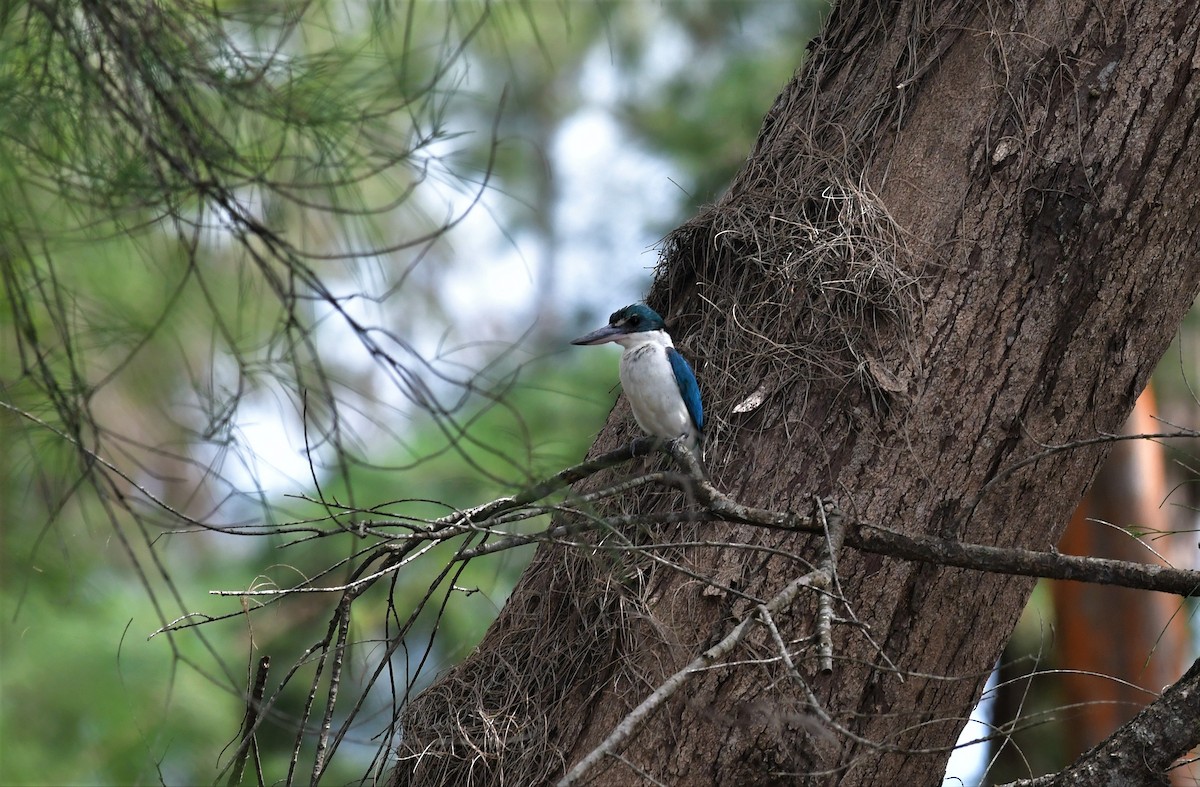 Collared Kingfisher - ML510201491