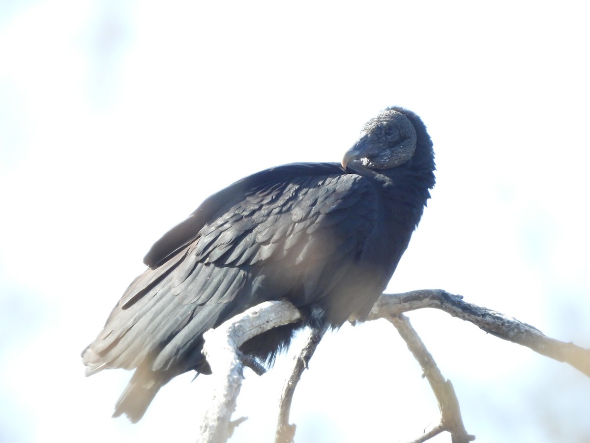 Black Vulture - ML510202941