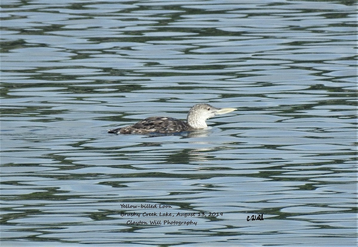 Plongeon à bec blanc - ML510203731