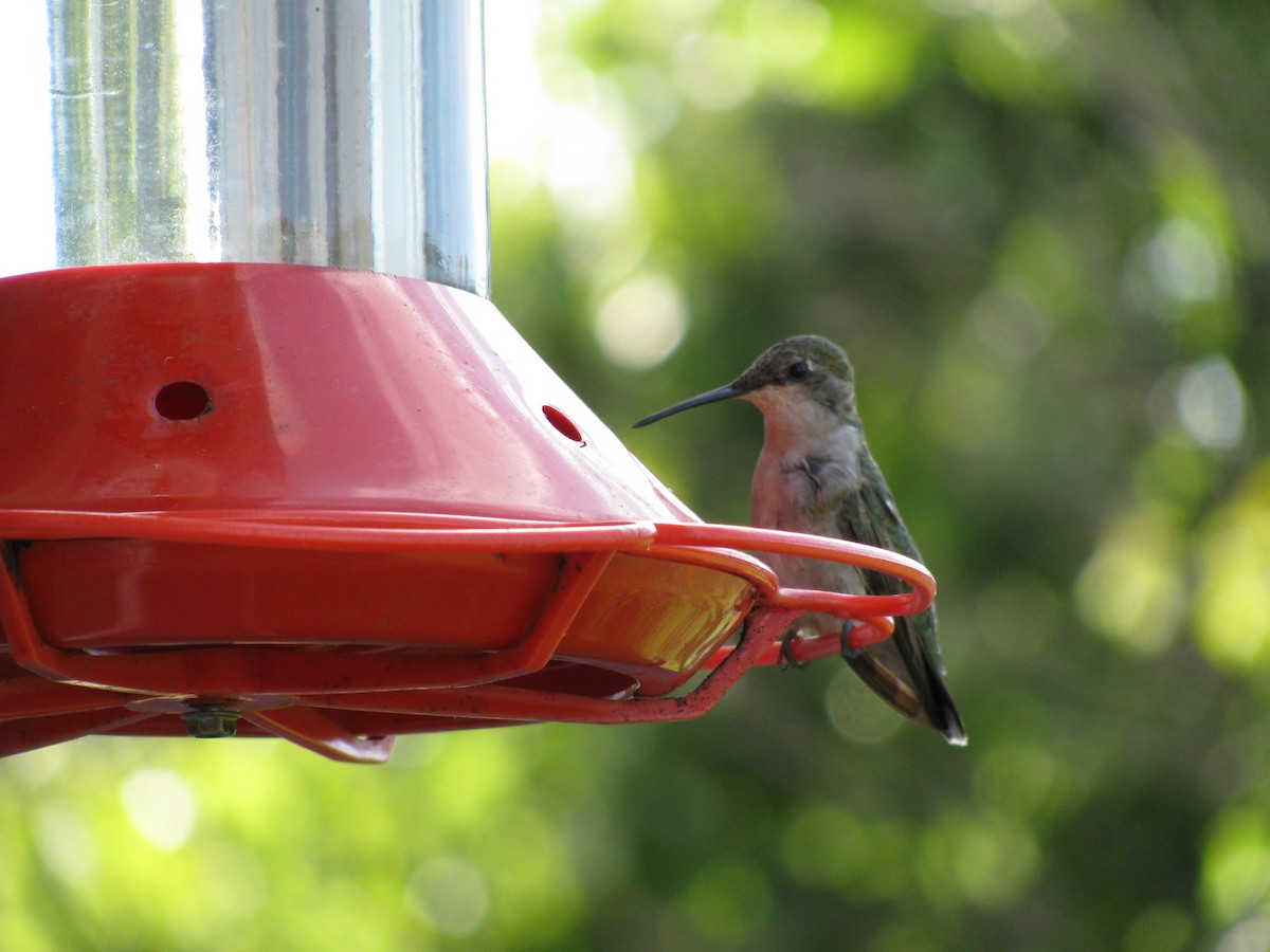 Ruby-throated Hummingbird - ML510204161