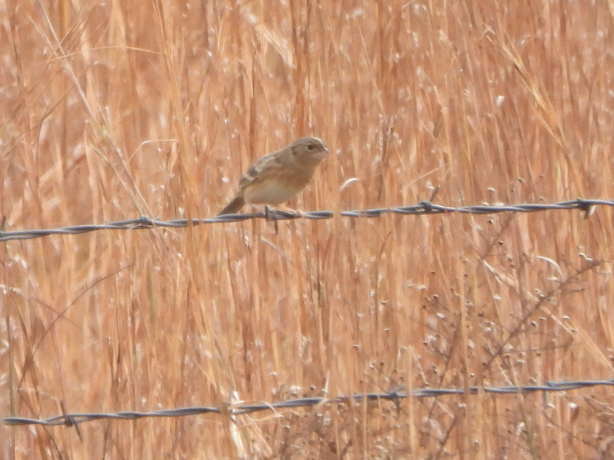 Grasshopper Sparrow - ML510204911