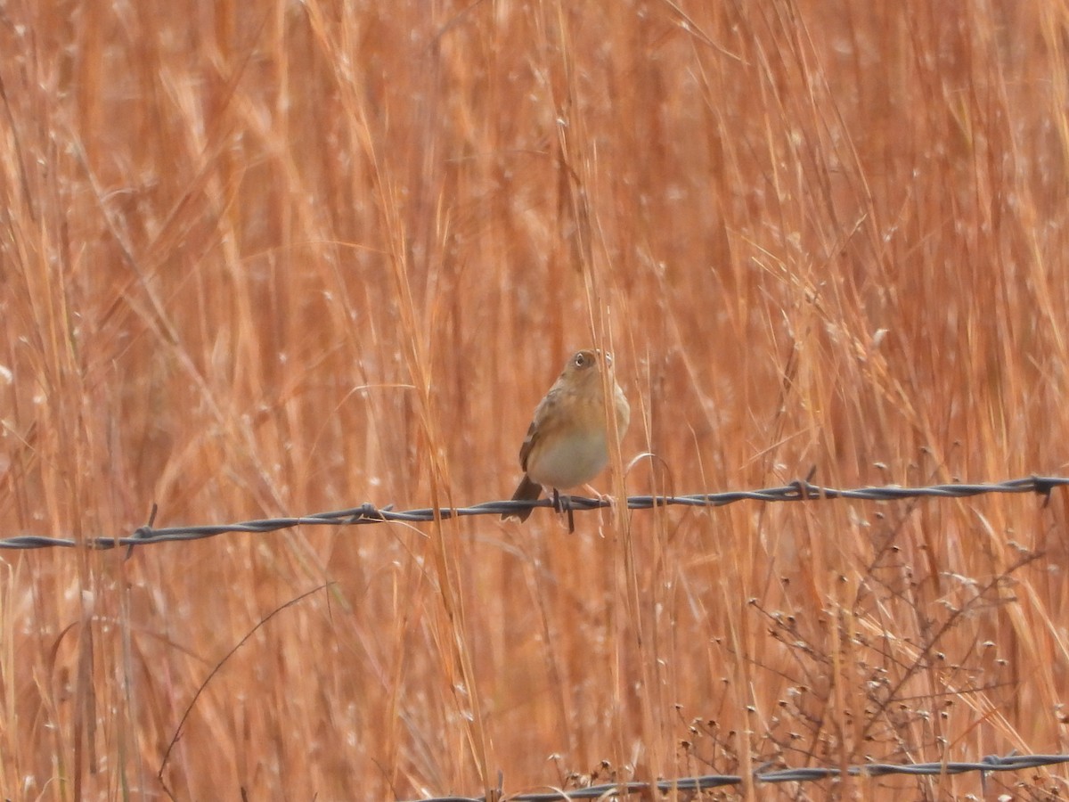 Grasshopper Sparrow - ML510204931