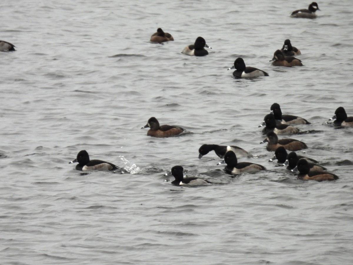 Ring-necked Duck - ML510205791