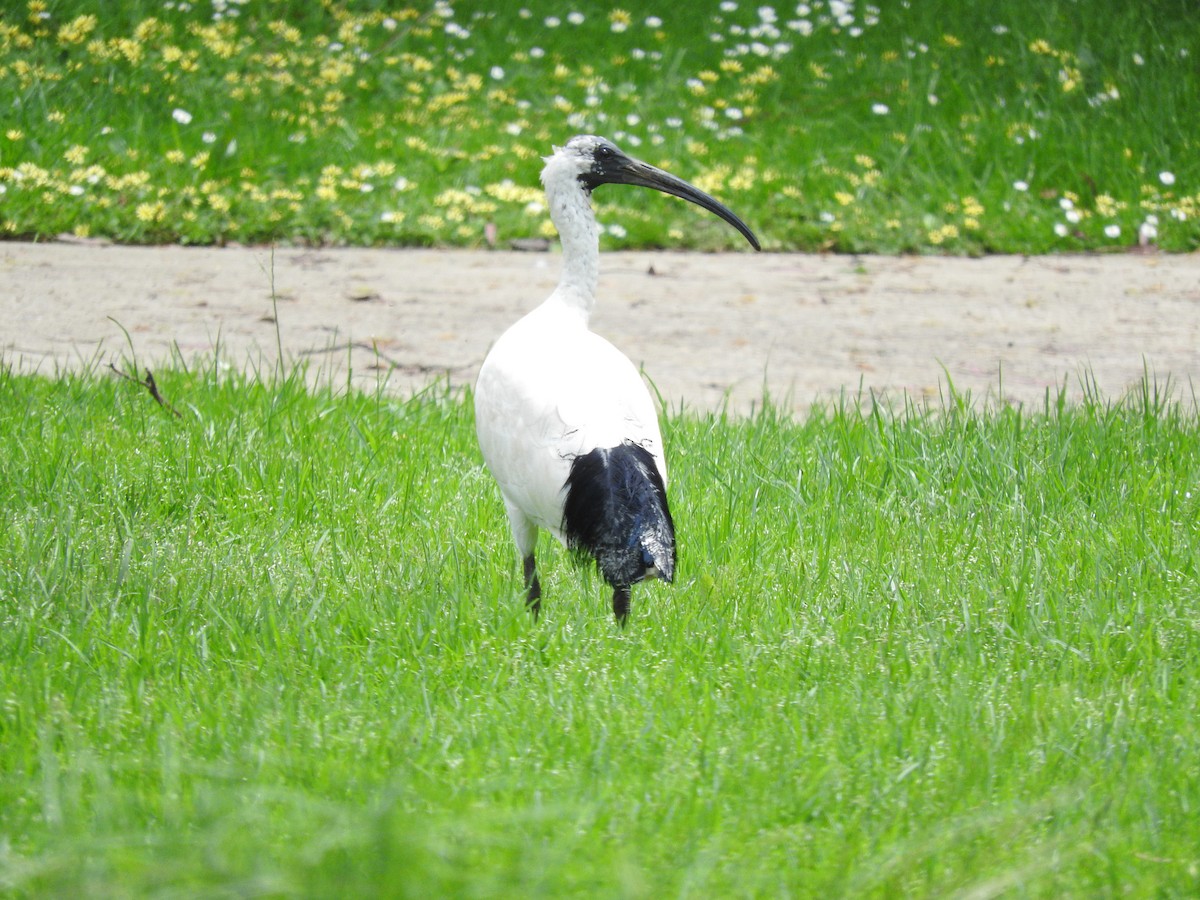 ibis australský - ML510208121