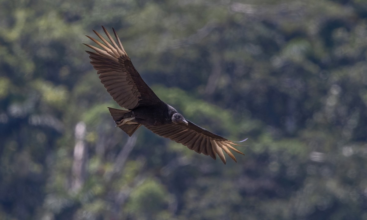 Black Vulture - ML510208251