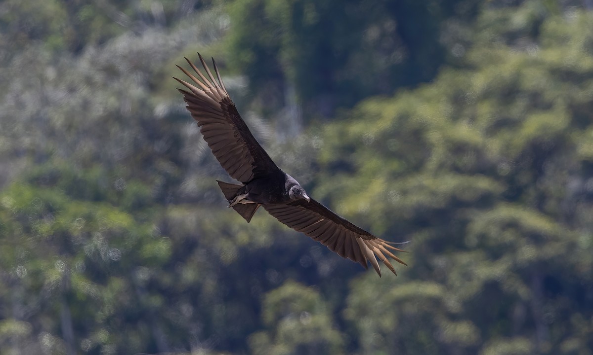 Black Vulture - ML510208261