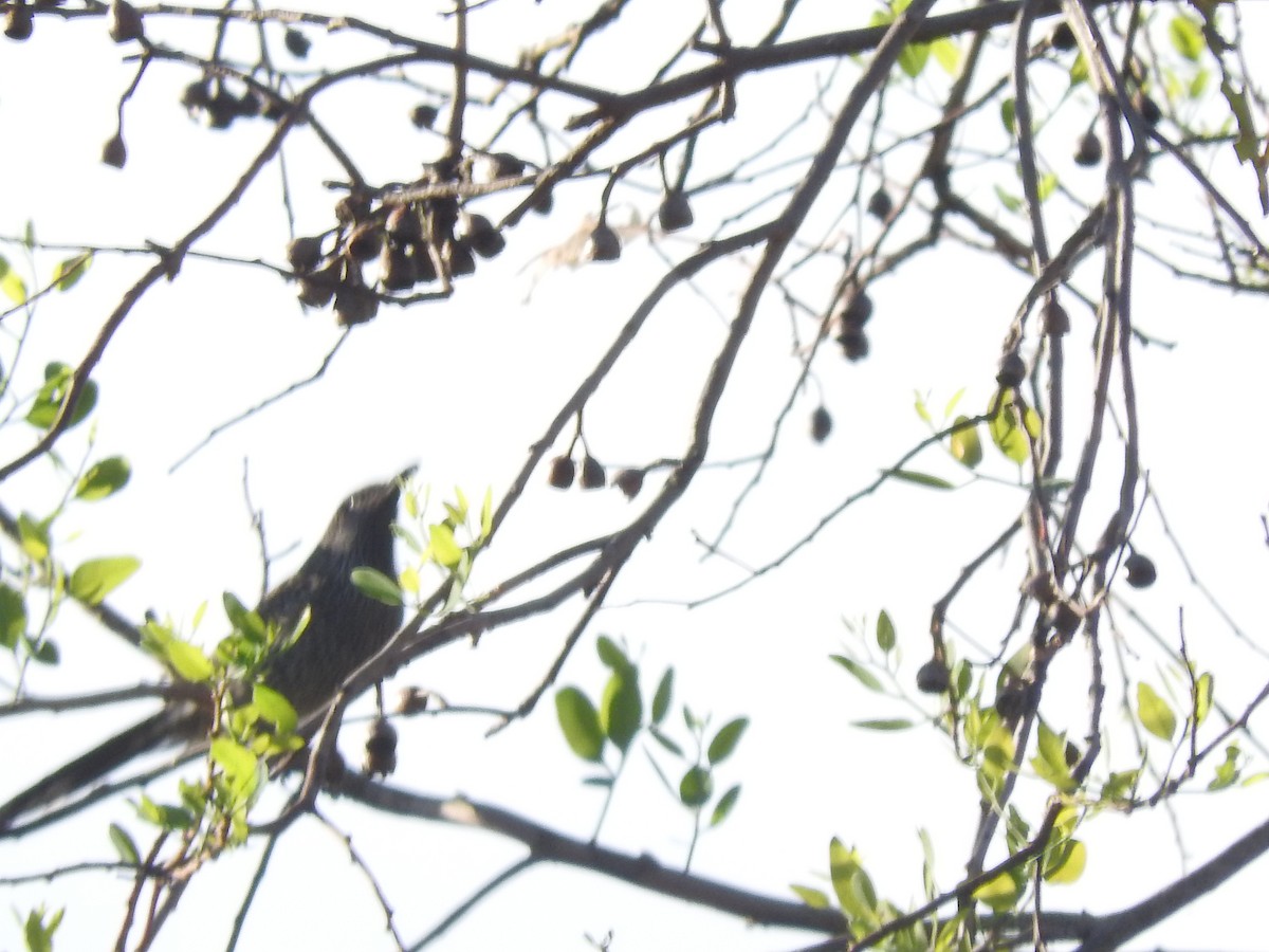 Little Wattlebird - ML510208901