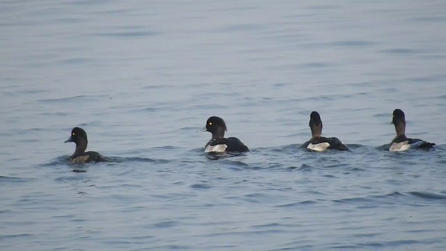 Tufted Duck - ML510209661