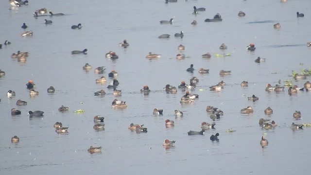 Нугасны овгийн зүйл - ML510209671