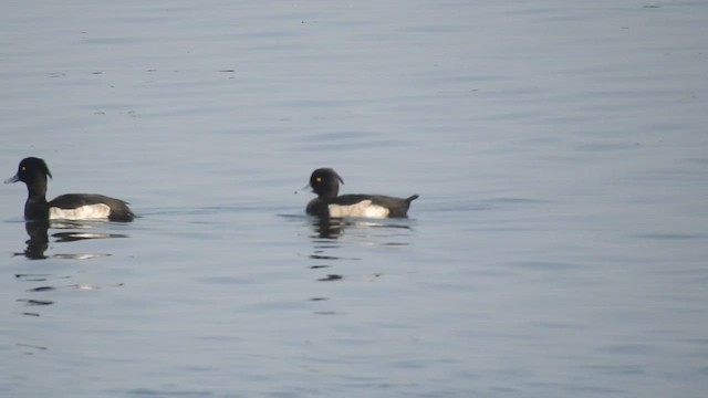 Tufted Duck - ML510209701