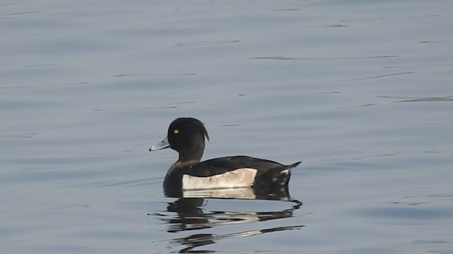 鳳頭潛鴨 - ML510210861