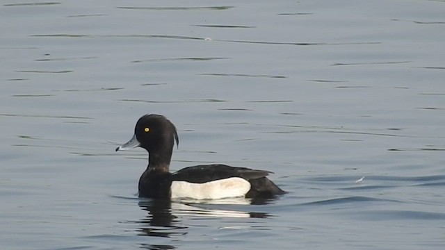 Tufted Duck - ML510210951