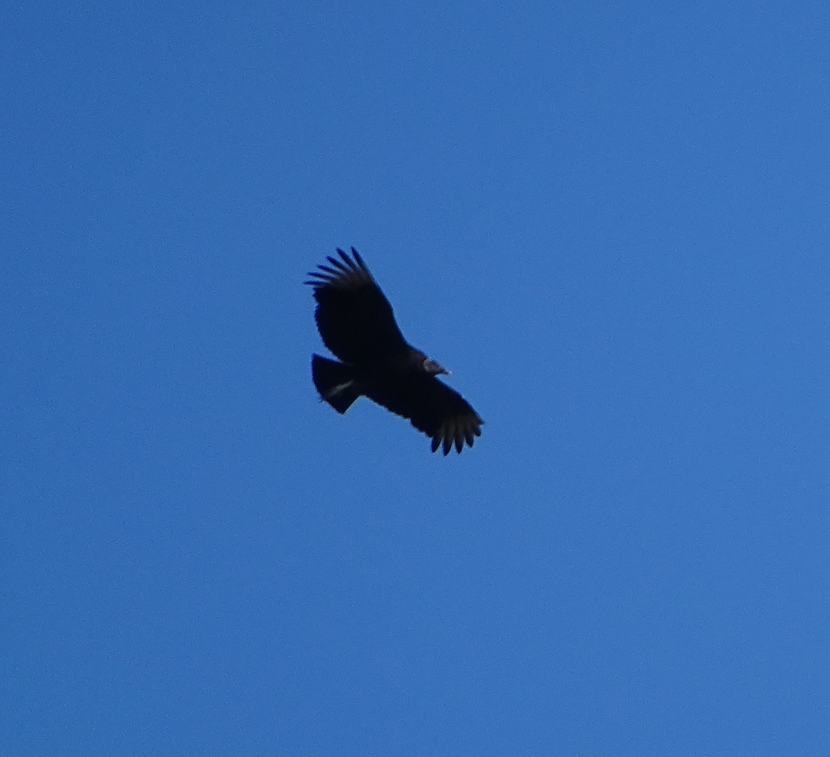 Black Vulture - Don Bemont