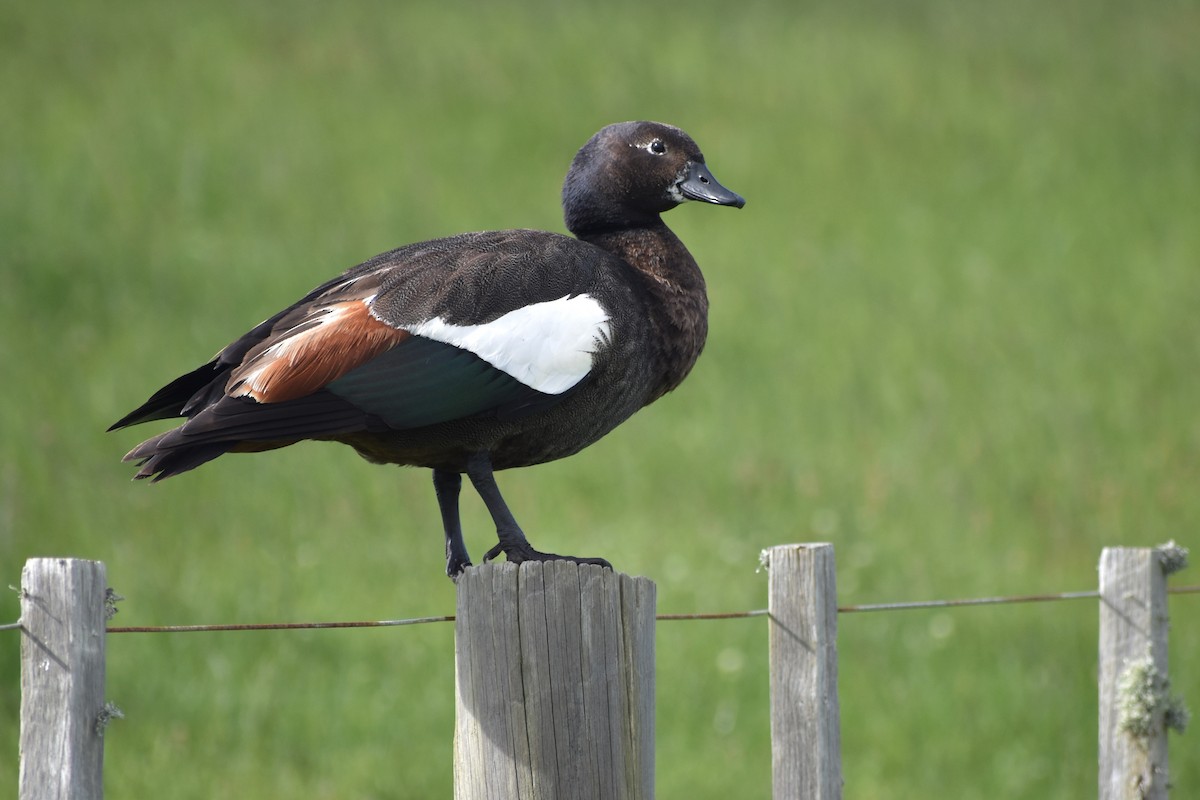 Paradise Shelduck - ML510212131