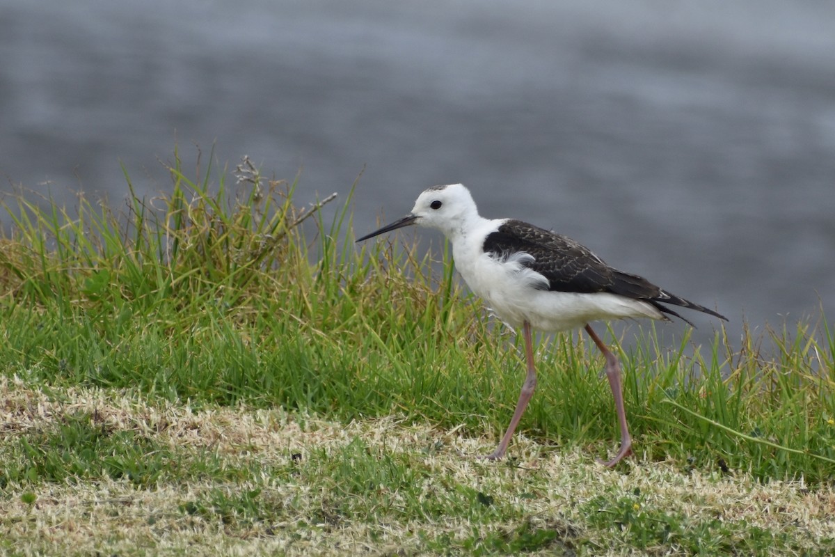 Pied Stilt - ML510212161