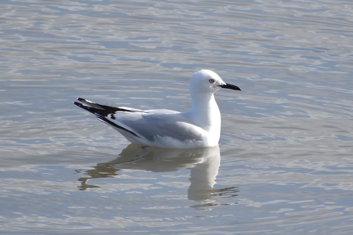 Black-billed Gull - ML510212231