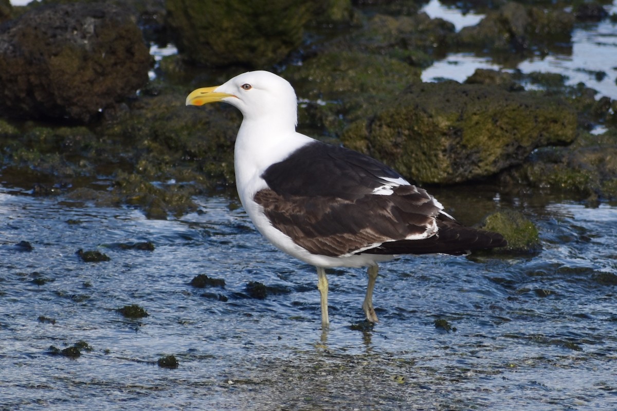 Kelp Gull - ML510212281