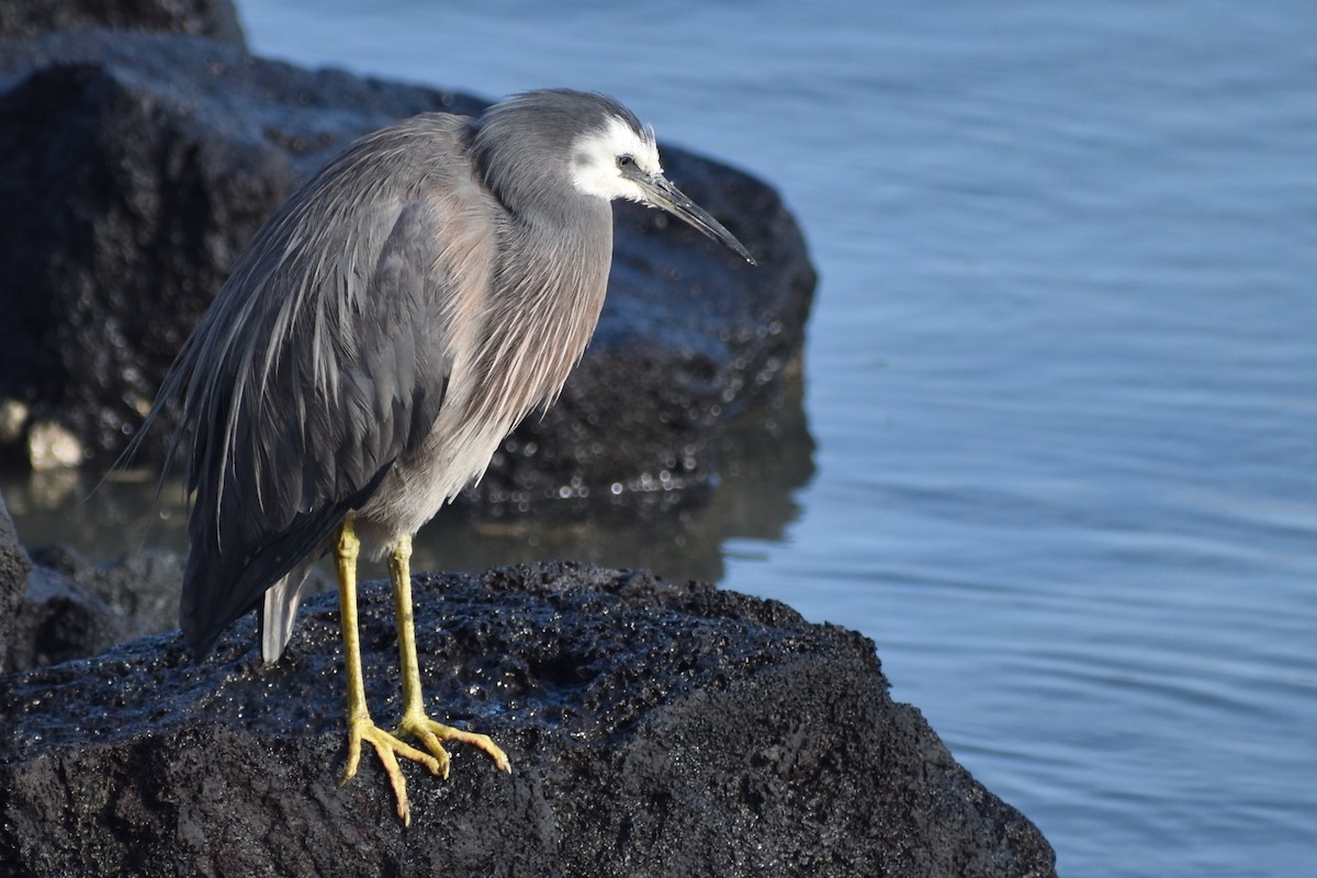 White-faced Heron - ML510212321