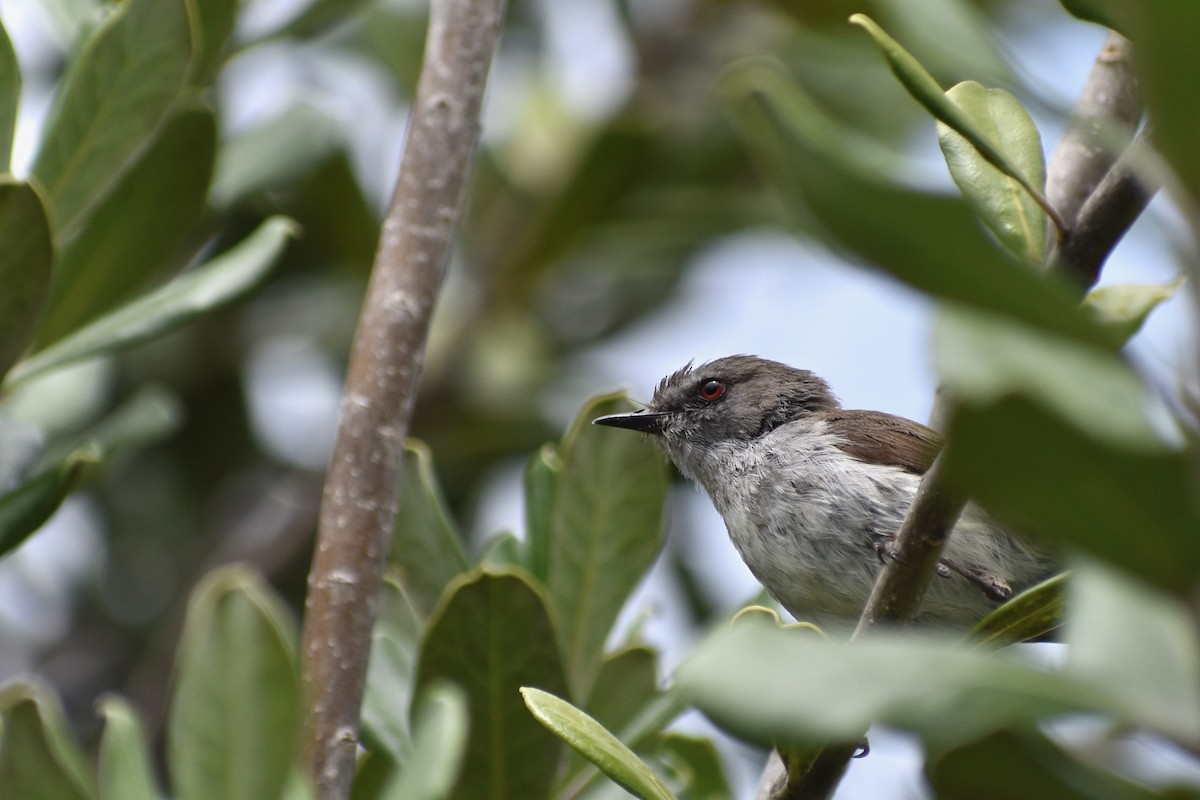 Gray Gerygone - ML510212391