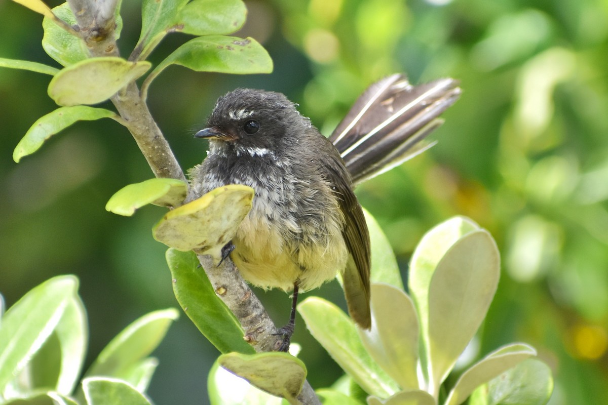 New Zealand Fantail - ML510212411