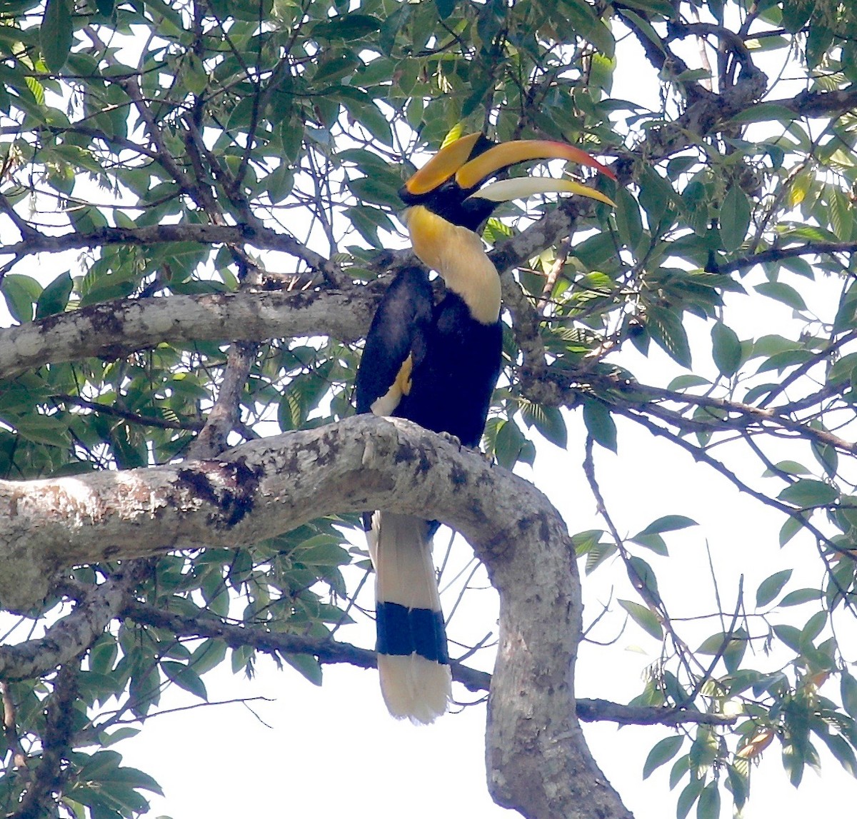 Great Hornbill - Mark  Hogarth