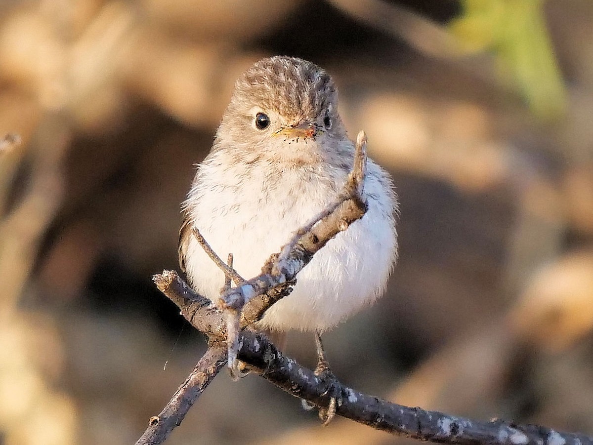 White-winged Fairywren - Peter Lowe