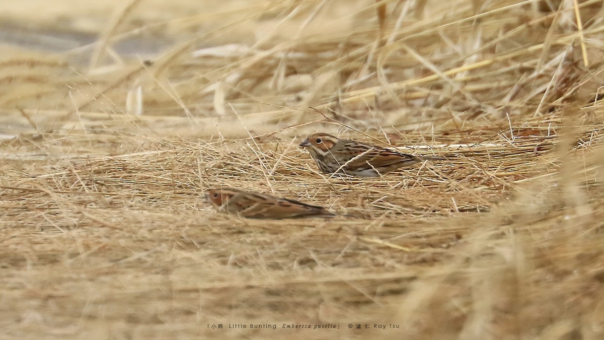 Little Bunting - ML510213831