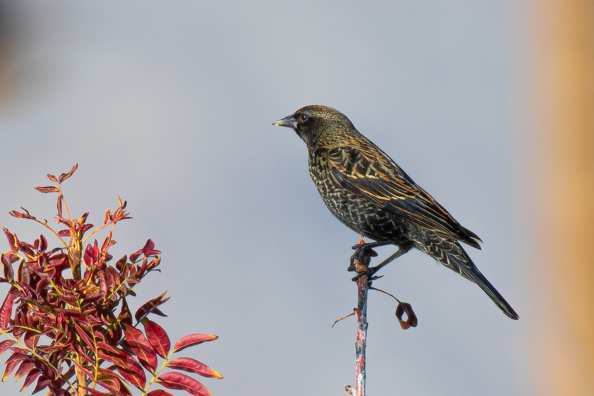 vlhovec červenokřídlý [skupina phoeniceus] - ML510214361