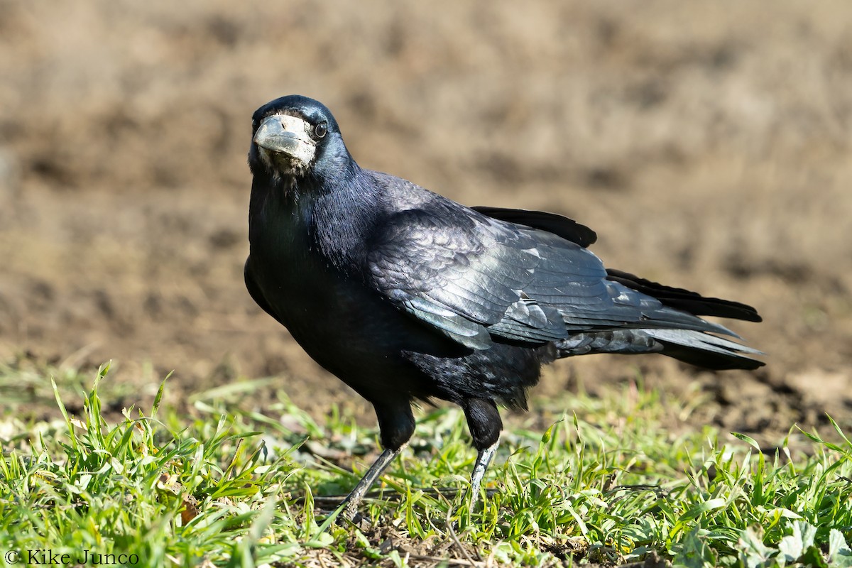 Corbeau freux - ML510214911